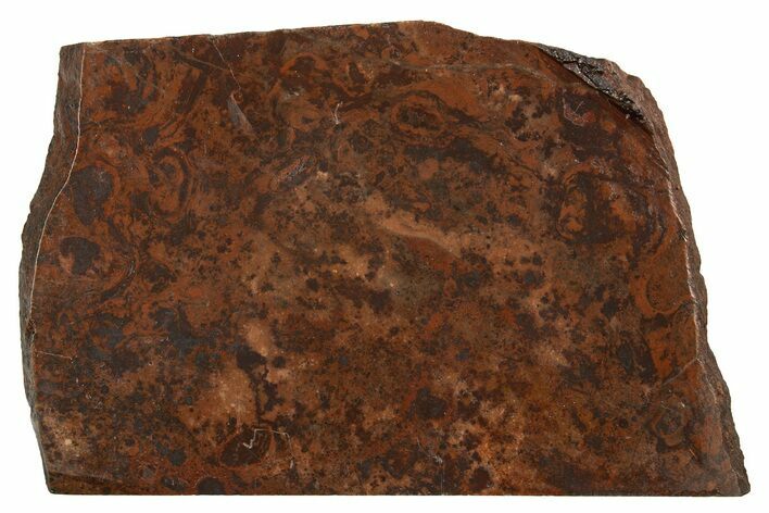Polished Paleoproterozoic Oncolites Stromatolite Fossil -Michigan #319207